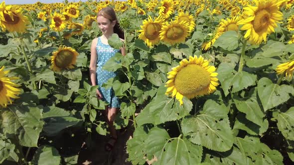 Young Girl Walking in the Sunflowers Field in Summer During Sunny and Windy Day in Belarus