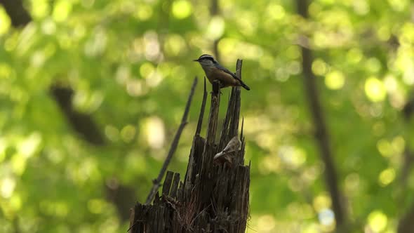 Red Breasted Nuthatch bird perched on a rotting tree branch on rotten branches. birds in the wild fo