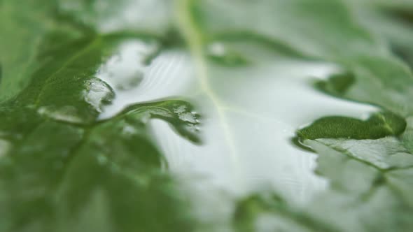 Spinach leaf with pouring clear water