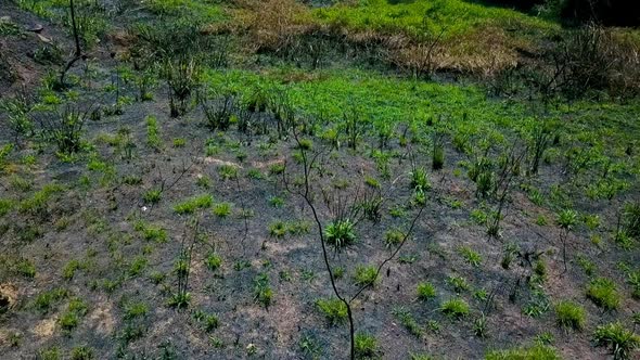 Low flying drone shot over a dead field covered in weeds
