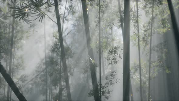 Asian Bamboo Forest with Morning Fog Weather