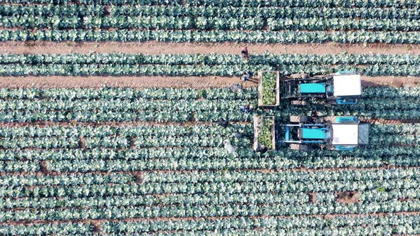 Top View of Two Harvesters and a Group of Farmers in the Field