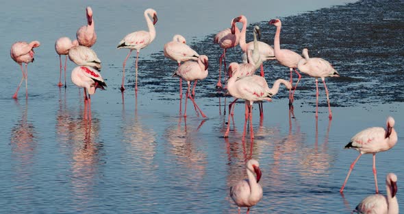 A white flamingo among pink flamingos, wildlife of Namibia, Walvis Bay, 4k