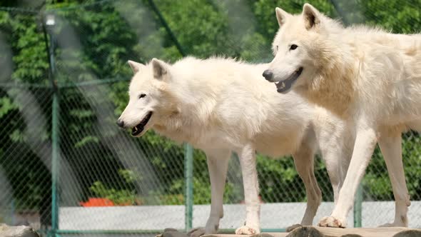 A Family of Arctic Wolves Canis Lupus Arctos It Stands on Top and is Followed By a Male
