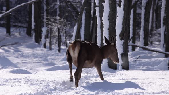 buck elk breathing slow motion winter