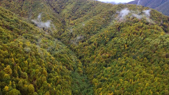 Autumn Forest In The Foggy Mountains