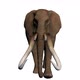 3D Elephant Walkcycle Front Side - VideoHive Item for Sale