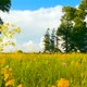 Yellow Field with Blue Sky - VideoHive Item for Sale