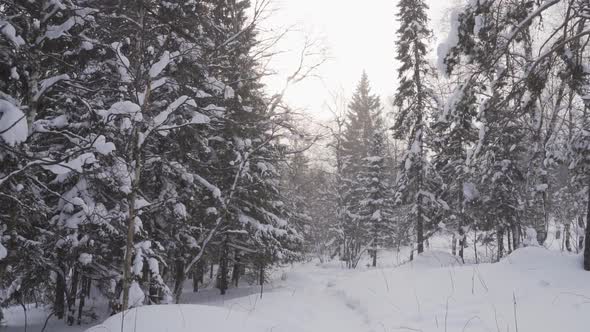 Walking in Forest on Hiking Trail While Snowing in Winter