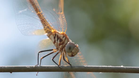 Dragonfly 3