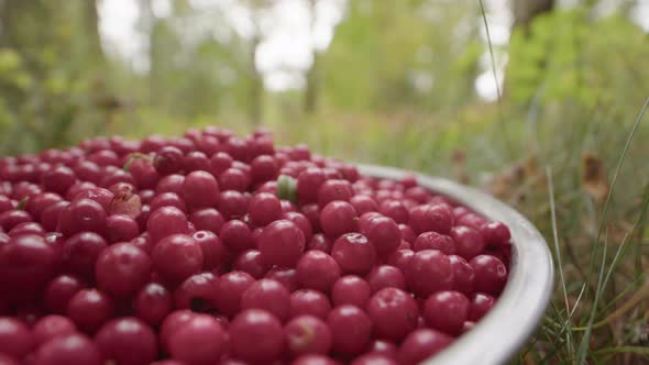 CLOSEUP, A full bowl of freshly picked Lingonberries sits on a forest floor