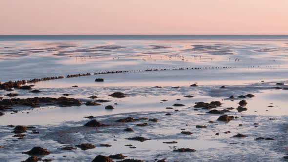 migratory waterbirds Wadden Sea Strieper Kwelder high tide refuge sunset ZOOM OUT