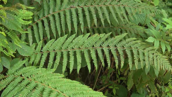 Fern