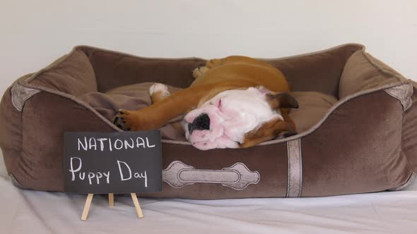 bulldog puppy sleeping national puppy day sign 4k