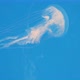 underwater jellyfish - VideoHive Item for Sale