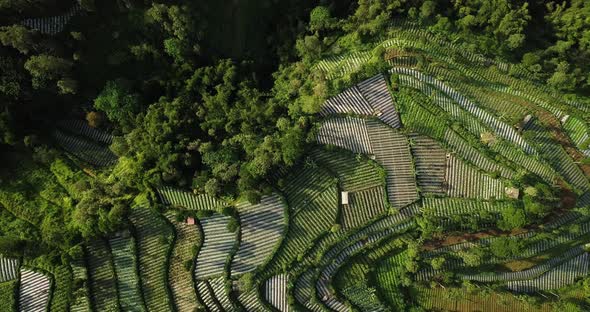 bird's eye view of terraced vegetable plantations on the edge of the jungle in java indonesia