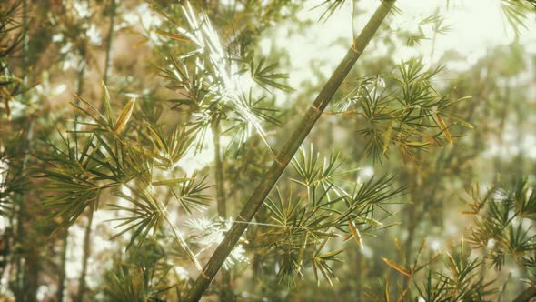 Green Bamboo Forest in Fog