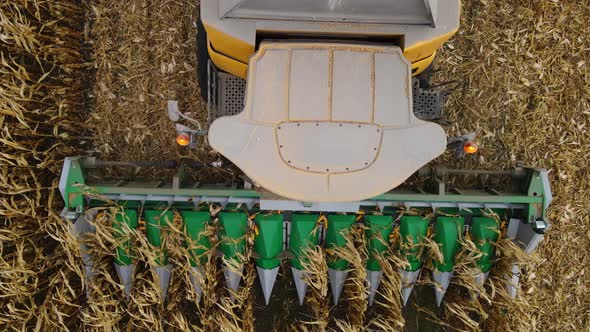 Harvesting Corn in the Autumn Field