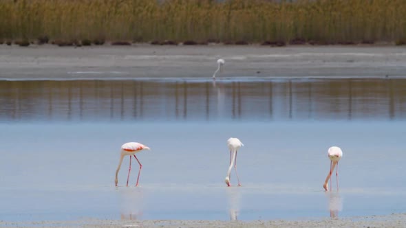 Flamingo Feeding in Shallow Water Phoenicopterus Ruber Feeds in Shallow Water Wild Greater Flamingo