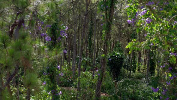 Lush woods of purple flowers and plants, San Jose de Ocoa in Dominican Republic. Aerial pedestal up