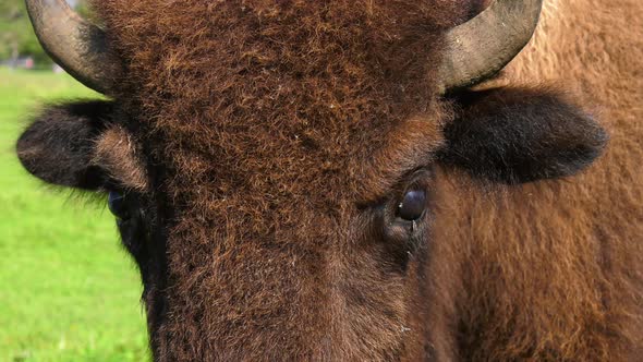 bison closeup of buffalo face and eyes 4k