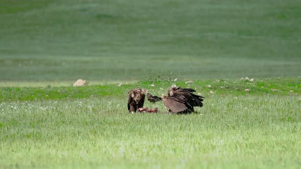 Wild Vulture Herd Eating a Dead Animal Carcass