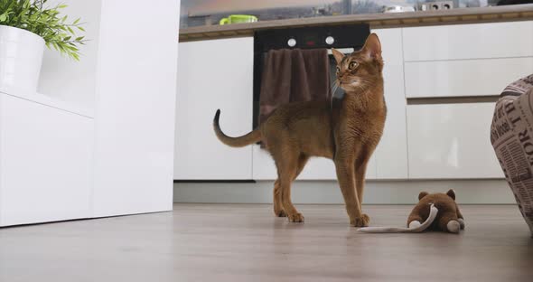 Young Purebred Abyssinian Cat Playing with a Mouse