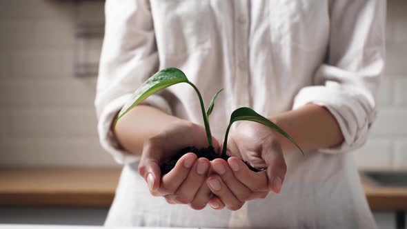Women's Hands Hold A Plant In The Soil, Home Plant Hands Hold The Soil, Transplanting Home