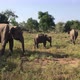 Elephants walk in the Safari with the baby elephant - VideoHive Item for Sale