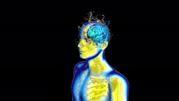 4K Abstract background of a Xray Man walking with left and right Brain