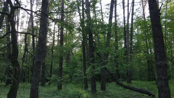 Wild Forest Landscape on a Summer Day