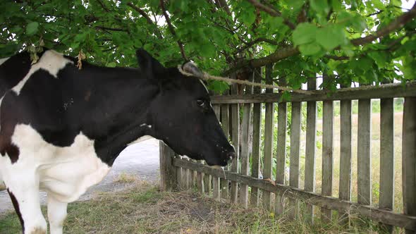 Large Horned Cattle Domestic Cow Tied to a Tree with a String Closeup