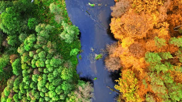 Top down view of river and colorful forest at autumn