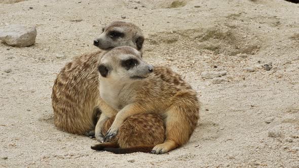 Young meerkat babies observing the area,outdoor in the sandy field,close up