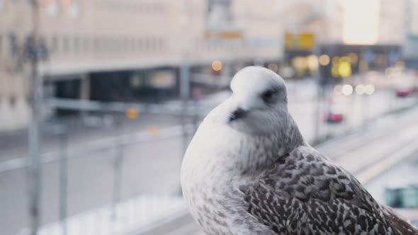 Herring Gull Looking Around With Blurred Traffic In City In Background At Daytime. - selective focus