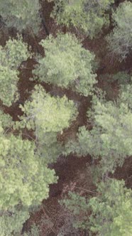 Vertical Video of the Forest Landscape Aerial View Slow Motion