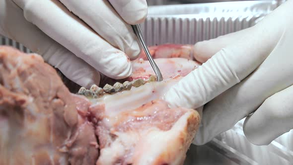 Trainee Dentist, Close-up Practicing Dental Treatment on a Mock-up of a Pig's Jaw. Close-up Makes an