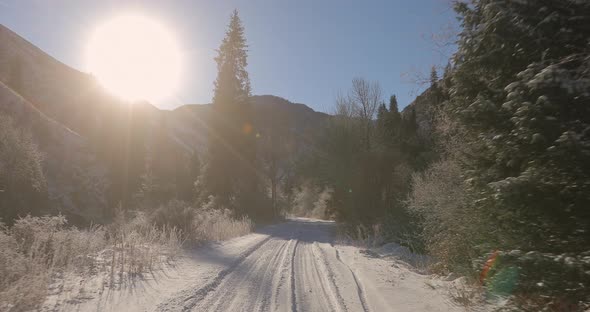 Winter Forest in the Mountains