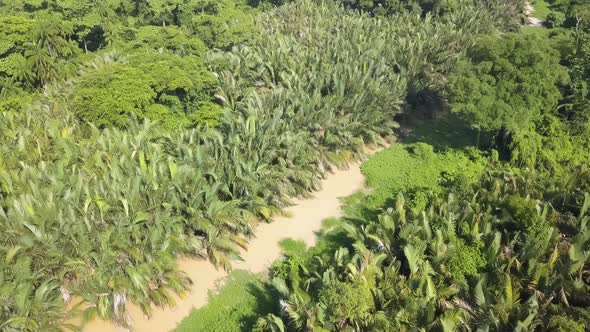 Aerial view Nipah trees beside river.