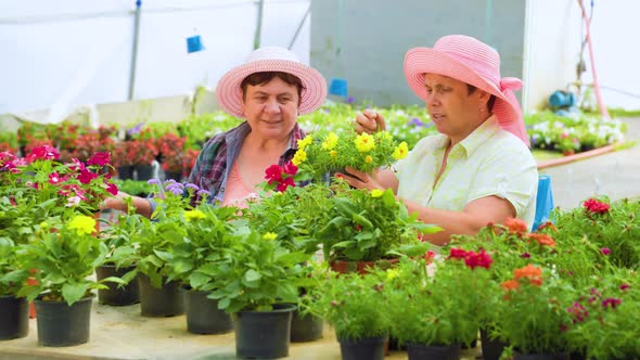 Front View Looking at Flowers in Pots Two Women Working in a Flower Greenhouse Discussing Their Work