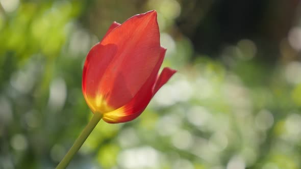 Flower bulbs of Tulipa gesneriana in the garden slow-mo  1920X1080 HD footage - Red  tulip lily plan