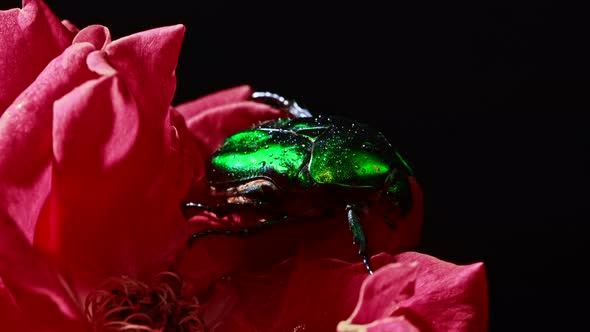 Close-up View of Green Rose Chafer - Cetonia Aurata Beetle on Red Rose. Amazing Bug Is Among Petals