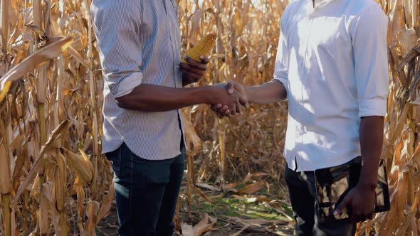 Two Young African American Men Agronomists Shake Hands in Agreement in the Middle of a Corn Field