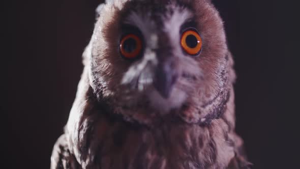 owl on a dark background with big eyes