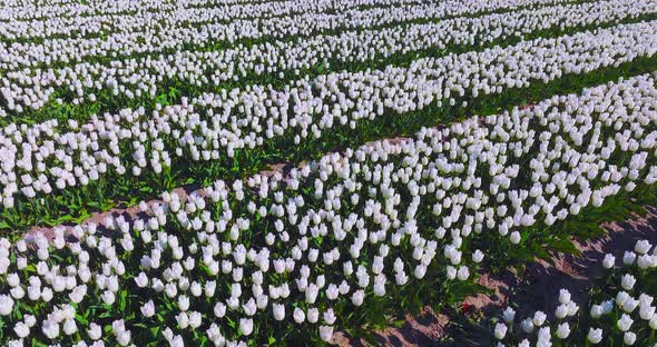 Rows of White Tulips in full bloom, Aerial view.