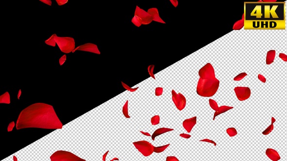 Falling Rose Petals On Alpha Channel Loops V2