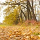 Beautiful Forest in the Fall - VideoHive Item for Sale
