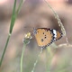 A closeup shot of a butterfly on a wildflower. - VideoHive Item for Sale