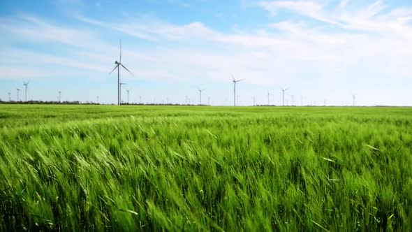 Group of windmills for electric power production in the green field of wheat