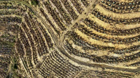 Dry Banana Plantations Aerial View 4 K Alanya Turkey